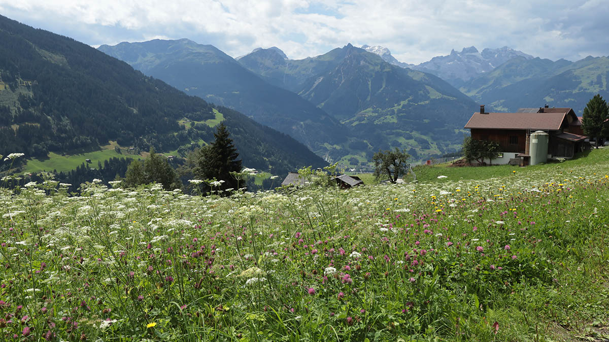 Flower power in de alpen